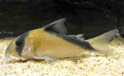 Hoplisoma davidsandsi