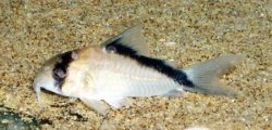 Hoplisoma davidsandsi