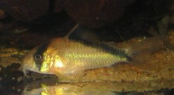 Hoplisoma davidsandsi