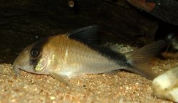 Hoplisoma davidsandsi