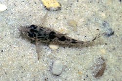Hoplisoma diphyes