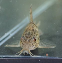 Hoplisoma diphyes