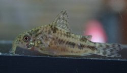 Hoplisoma diphyes