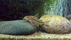 Hoplisoma diphyes
