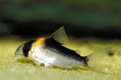 Hoplisoma duplicareum - Click for species page