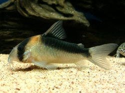 Hoplisoma duplicareum