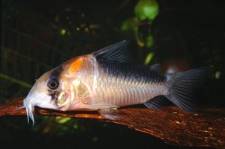Hoplisoma duplicareum