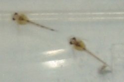 Hoplisoma duplicareum