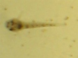Hoplisoma duplicareum
