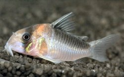 Hoplisoma duplicareum