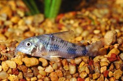 Hoplisoma ehrhardti