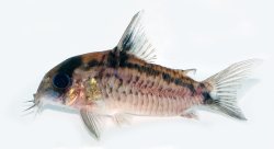 Hoplisoma evelynae