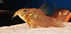 Hoplisoma eversi