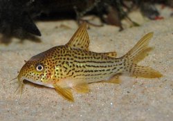 Hoplisoma eversi