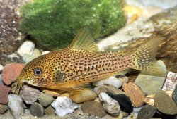 Hoplisoma eversi
