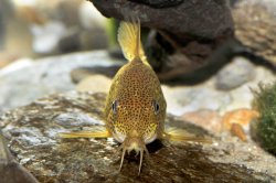 Hoplisoma eversi