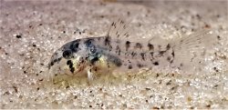 Hoplisoma eversi