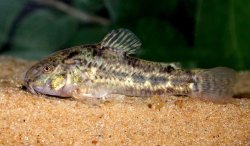 Hoplisoma gladysae - Click for species page