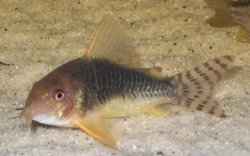 Hoplisoma gossei