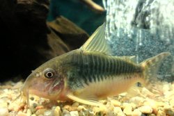 Hoplisoma gossei