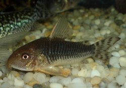 Hoplisoma gossei