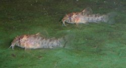 Hoplisoma gossei