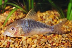 Hoplisoma gossei
