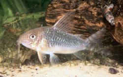 Hoplisoma gossei