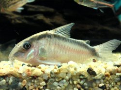 Hoplisoma granti