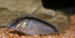 Hoplisoma granti