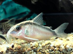 Hoplisoma granti