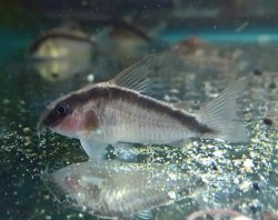 Hoplisoma granti
