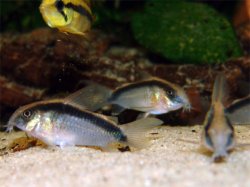 Hoplisoma granti