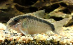 Hoplisoma granti