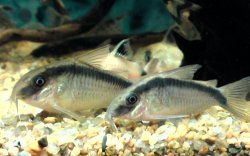 Hoplisoma granti