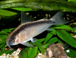 Hoplisoma granti