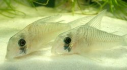 Hoplisoma griseum