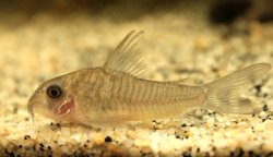 Hoplisoma griseum