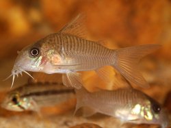 Hoplisoma guianense - Click for species page