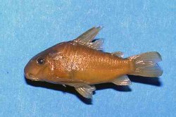 Hoplisoma guianense