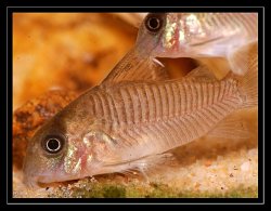 Hoplisoma guianense
