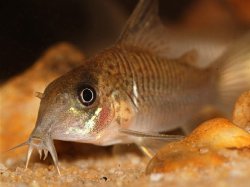 Hoplisoma guianense