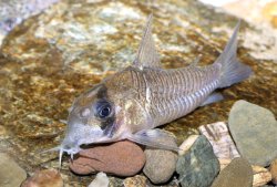 Hoplisoma guianense