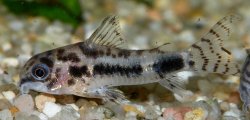Hoplisoma habrosum - Click for species page