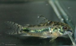 Hoplisoma habrosum
