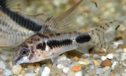 Hoplisoma habrosum
