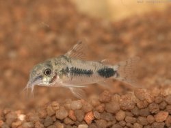 Hoplisoma habrosum
