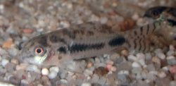 Hoplisoma habrosum