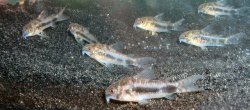 Hoplisoma habrosum