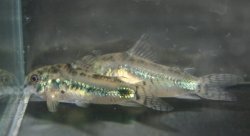 Hoplisoma habrosum